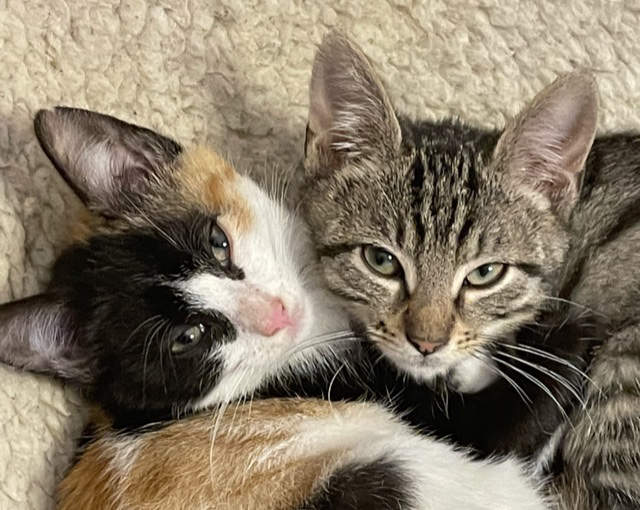 Petits amis Lonie et Sacha