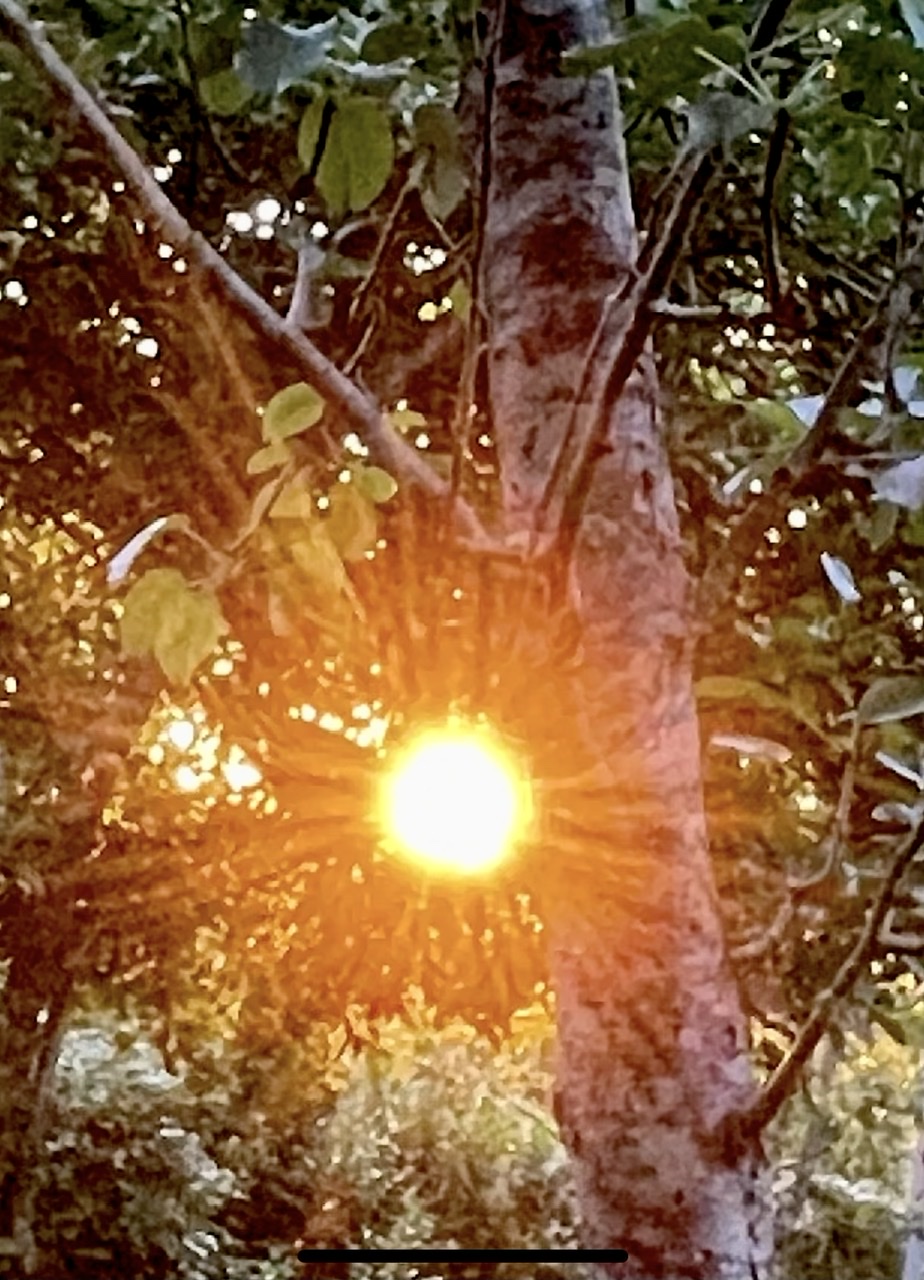 Soleil du soir