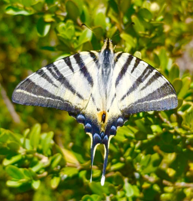 Iphiclides Podalirius dit Le Flamb