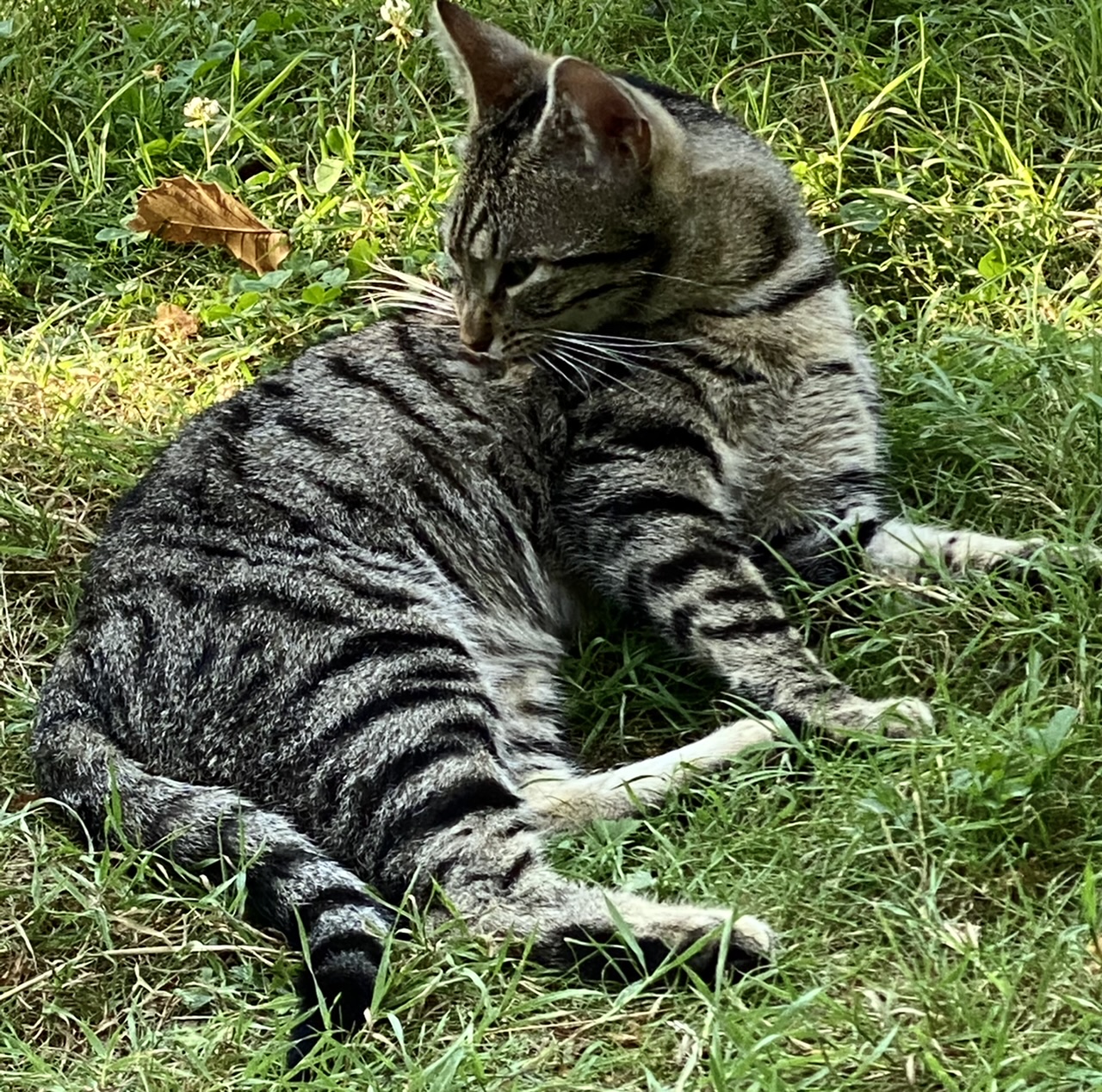 Sacha le Grisou est un beau chat tigr qui apprcie notre compagnie