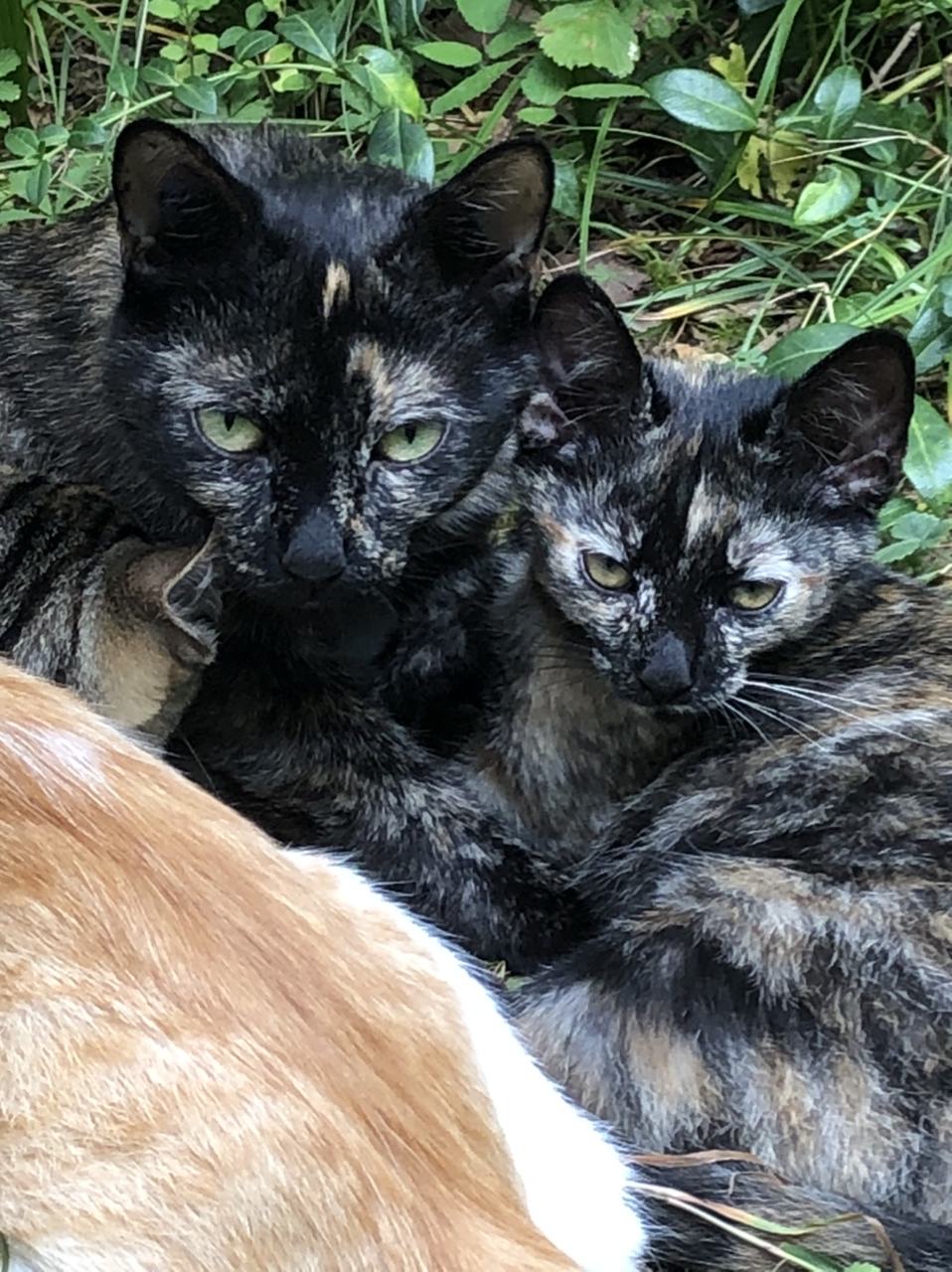 Inky et sa fille Inky-Baby ou Iby