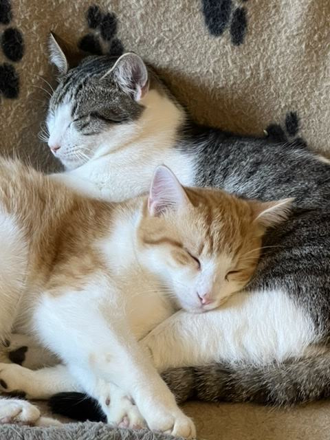 Louis et Marco