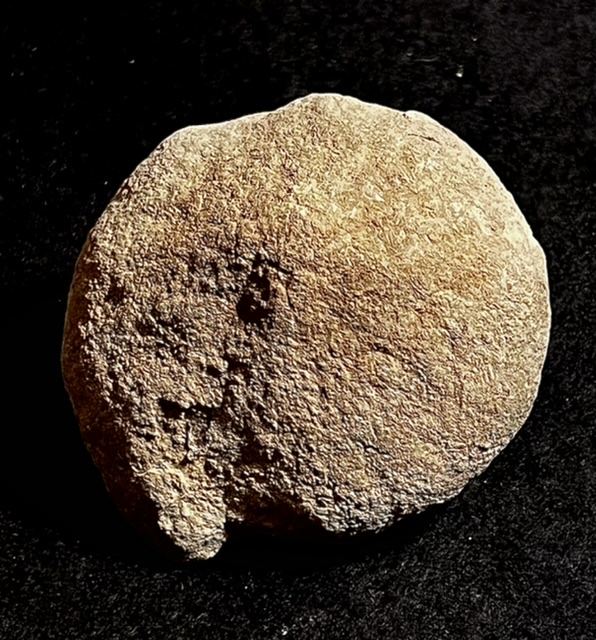 Coquillage fossile