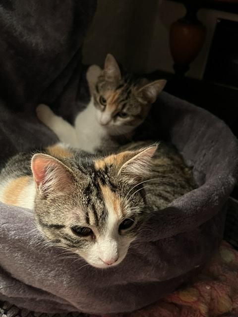 Les deux Ruby