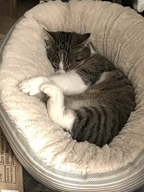 Nickie dans son dernier petit nid
