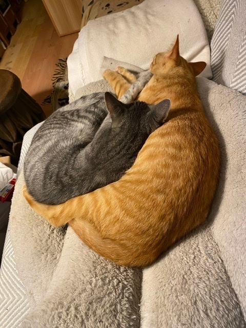 Denis et Rocky