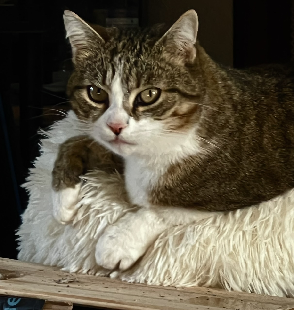 Cest vrai, je suis confortable ici semble dire Nickie