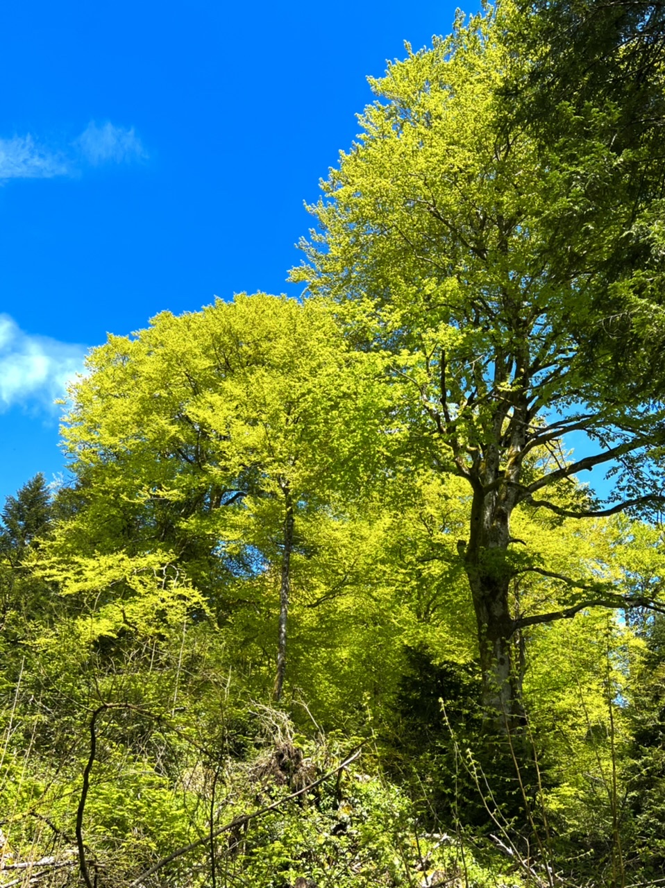Grands htres aux feuilles nouvelles