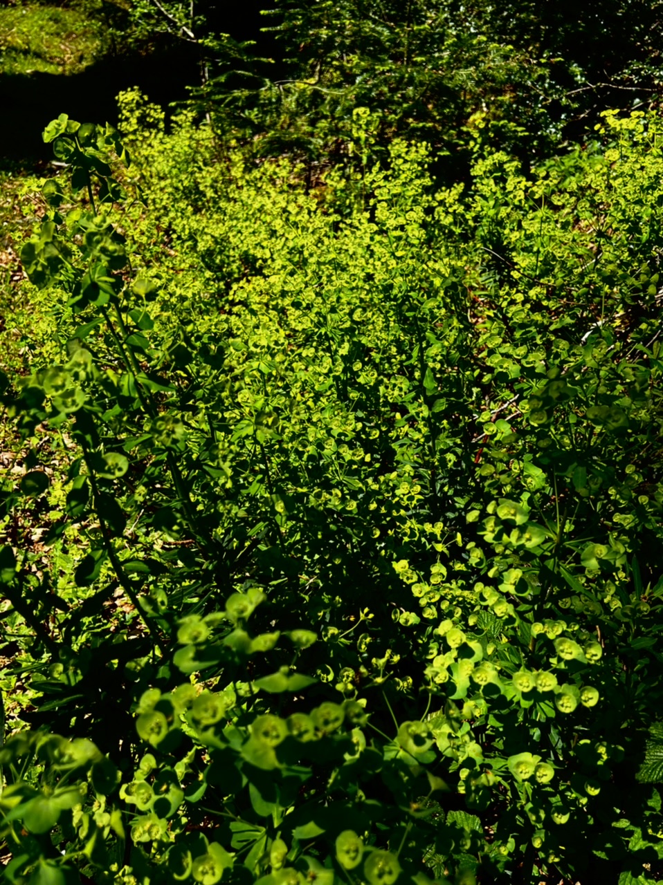 Parterre deuphorbes