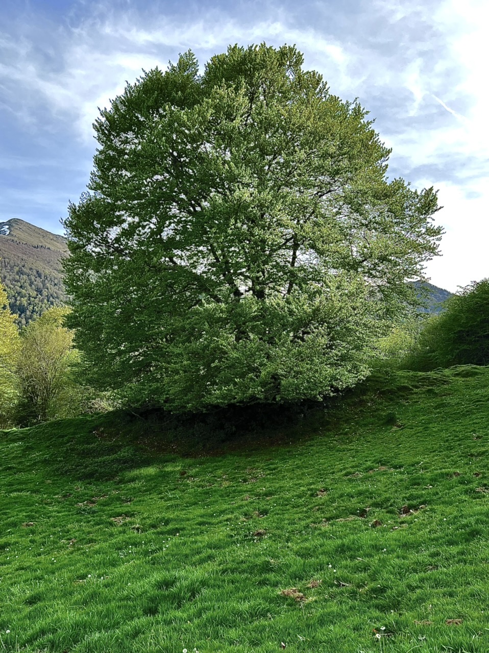Tout vert, tout rond