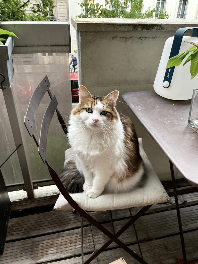 Simba en mai 2023