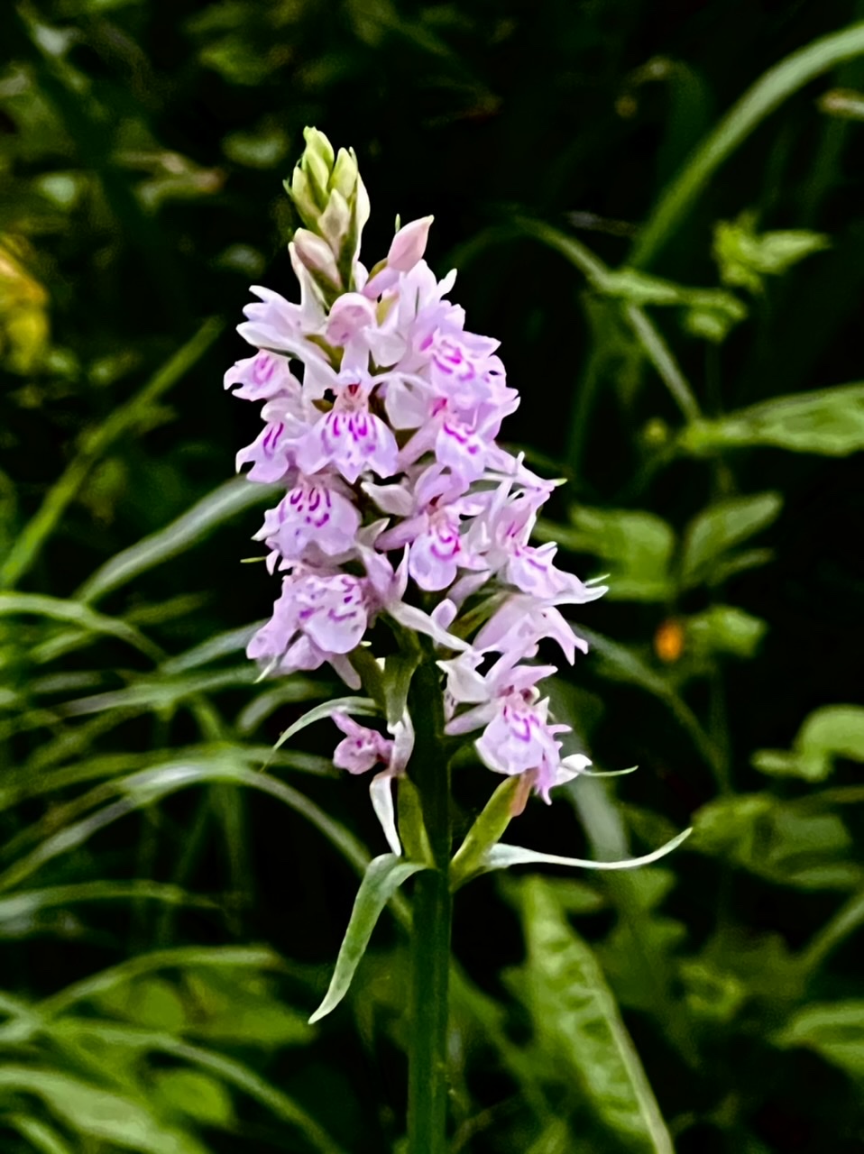 Petite orchide du Barn, espce endmique 