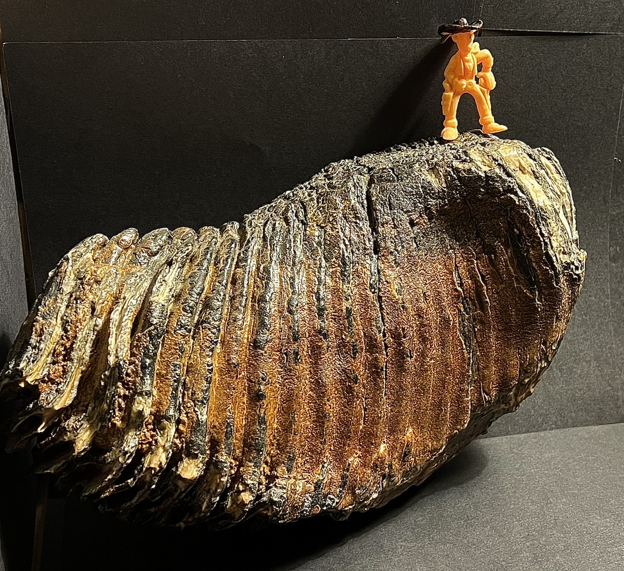 Aot 1963 Dent de mamouth. Archologie au PoeyMau