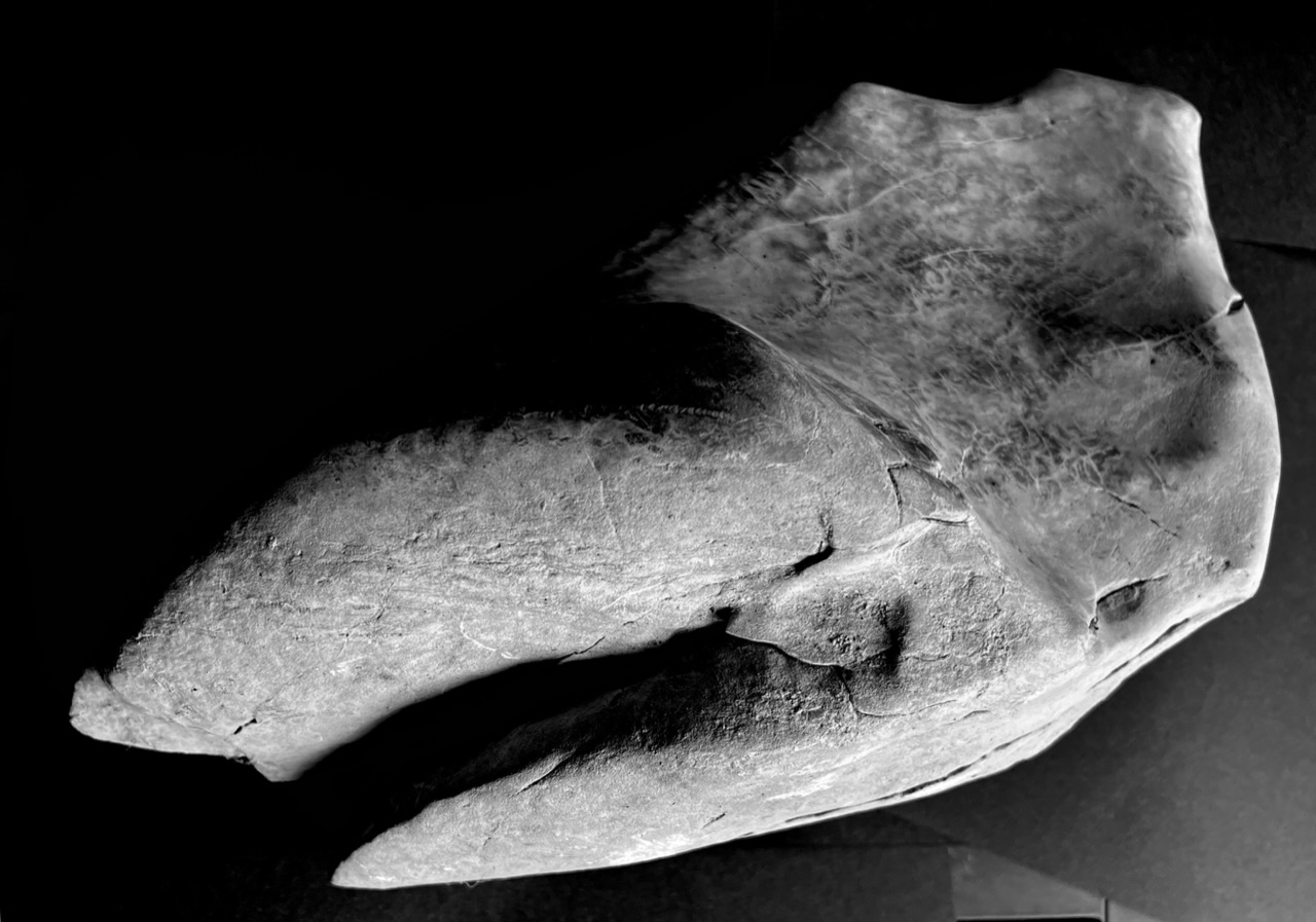 Comme une tte de requin
