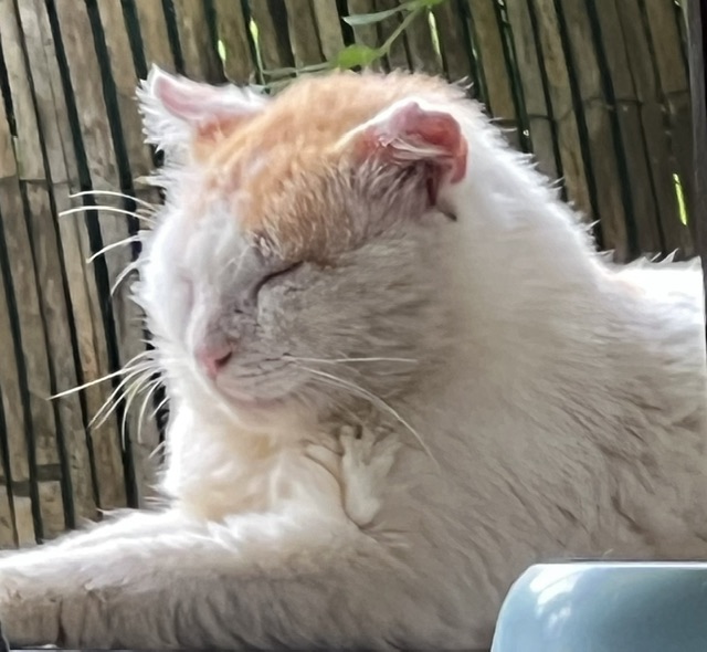 Jrme le Sphinx
