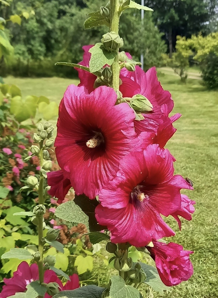 Les roses trmires de Marie