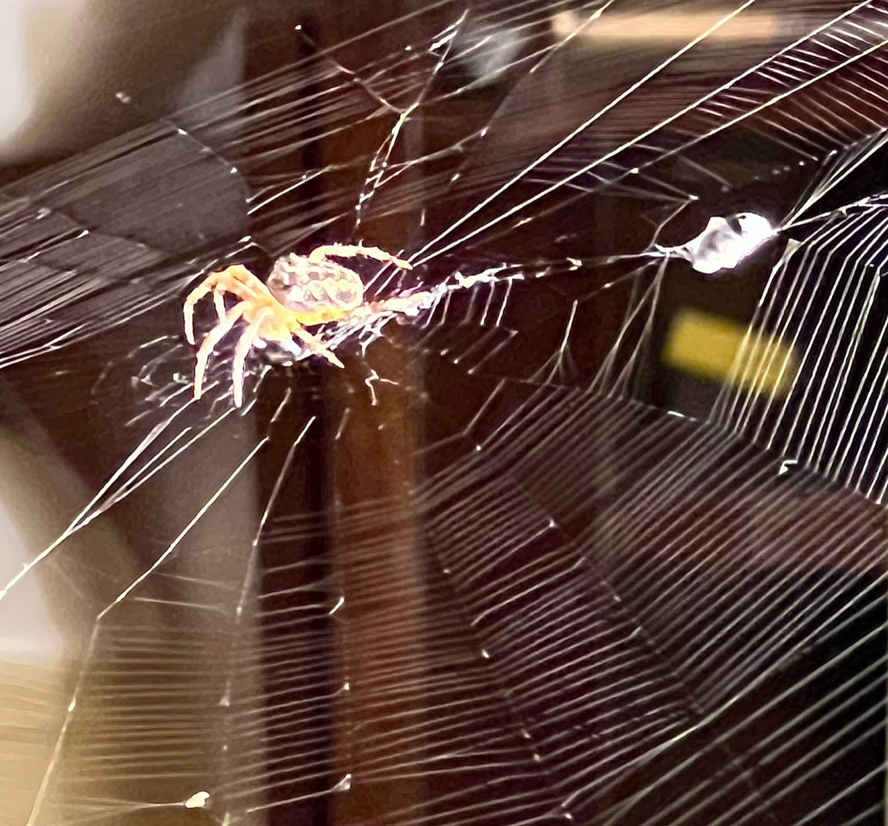 Charlotte, jeune peire apprivoise chassant les moustiques de la maison