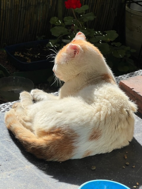 Petit bain de soleil pour Jrme 