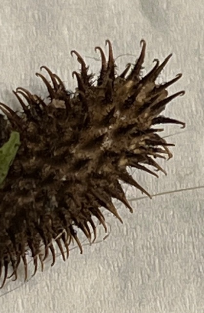 Dtail du fruit de la bardane