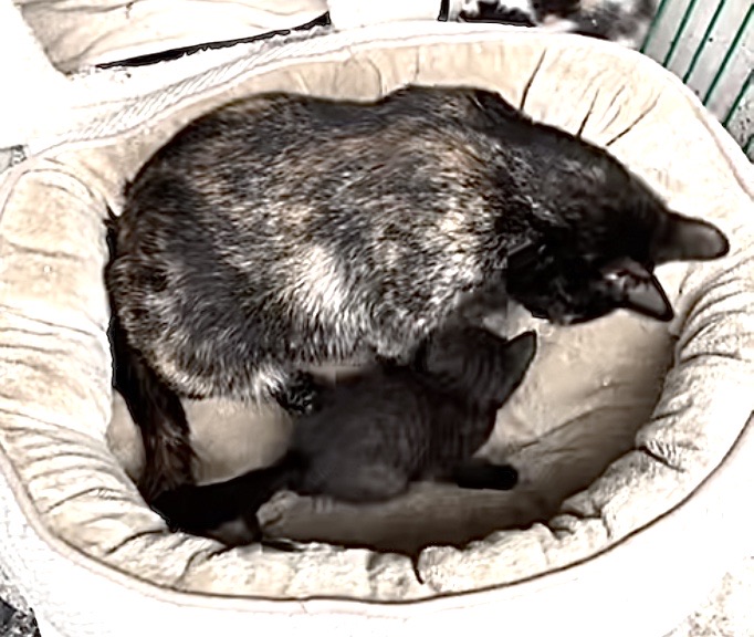 Herv 2 chaton et sa mre Inky