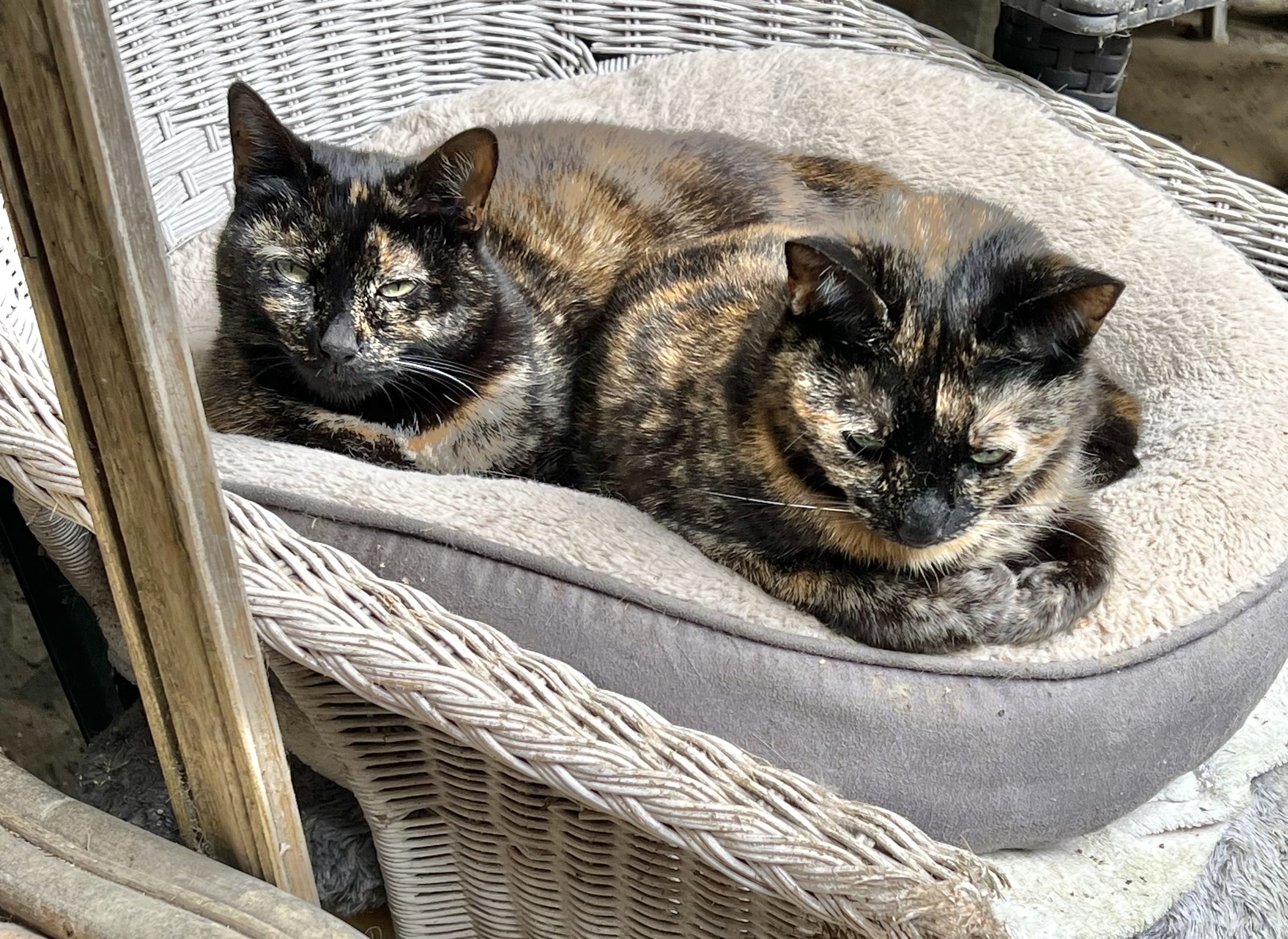 Inky (a gauche) et Iby  sa fille sont insparables