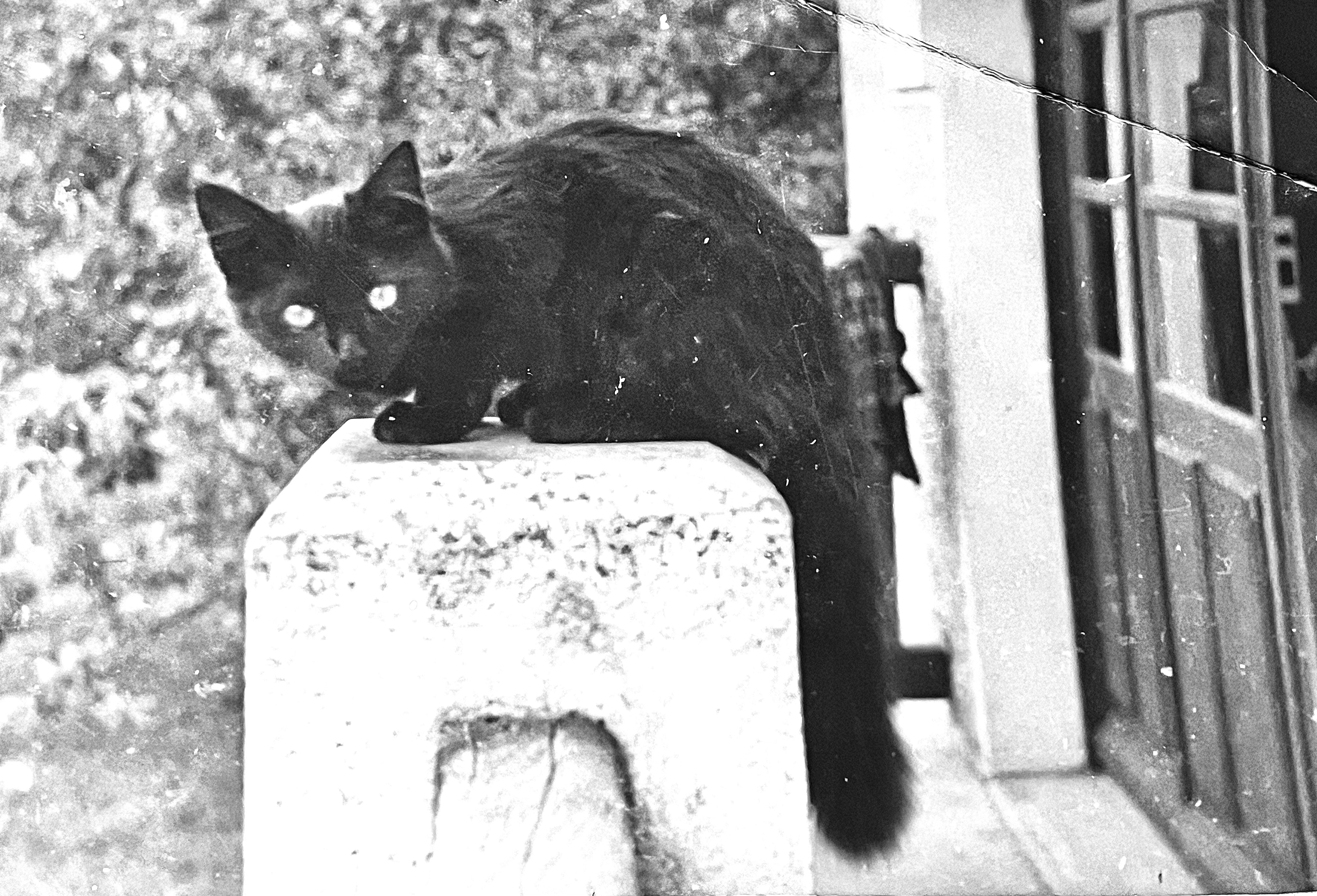 Herv 0 (1954)