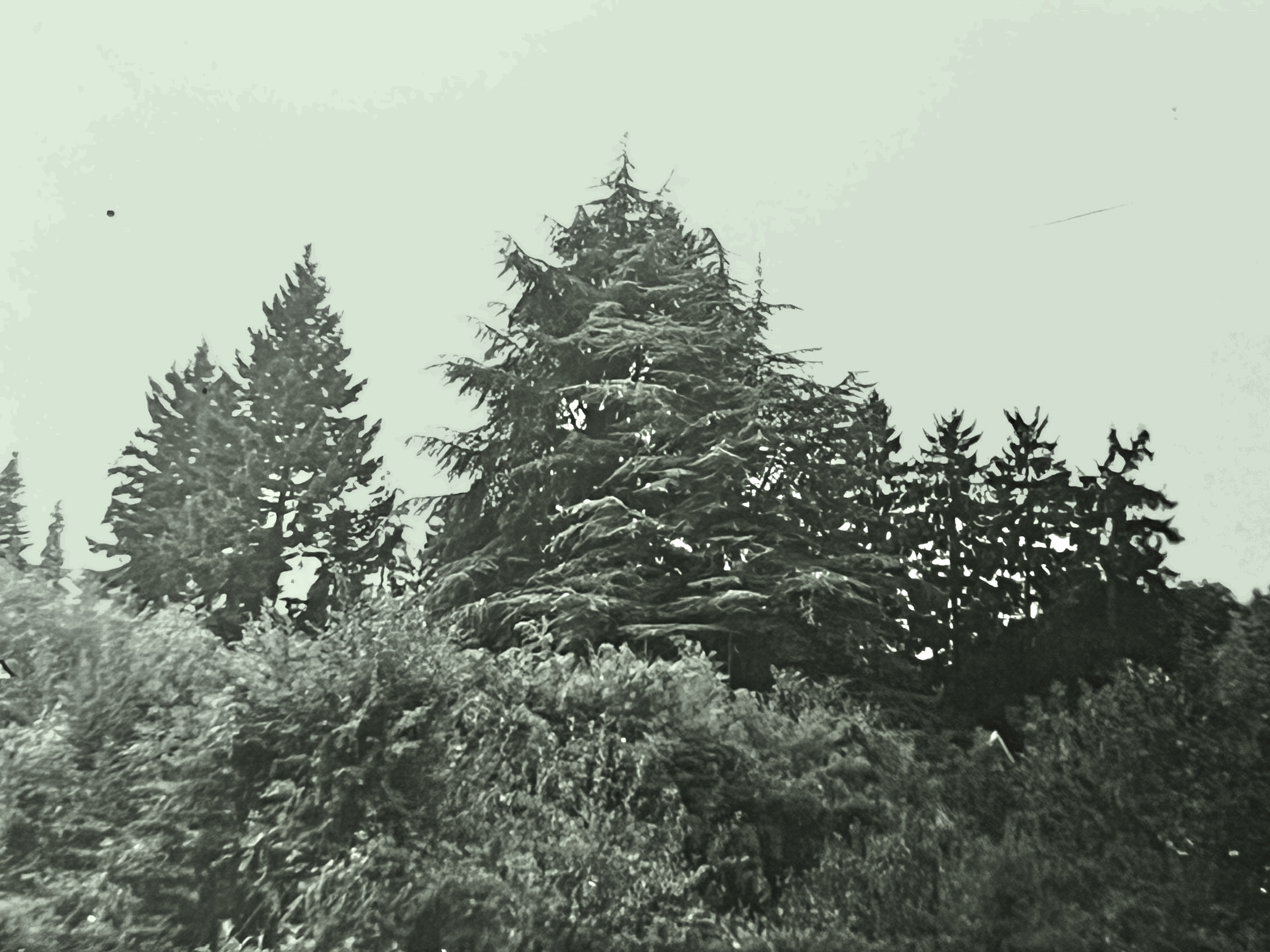 Bambous et grands sapins au sud de la Petite Maison