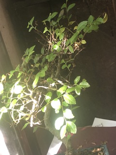 IMG_8763.jpeg