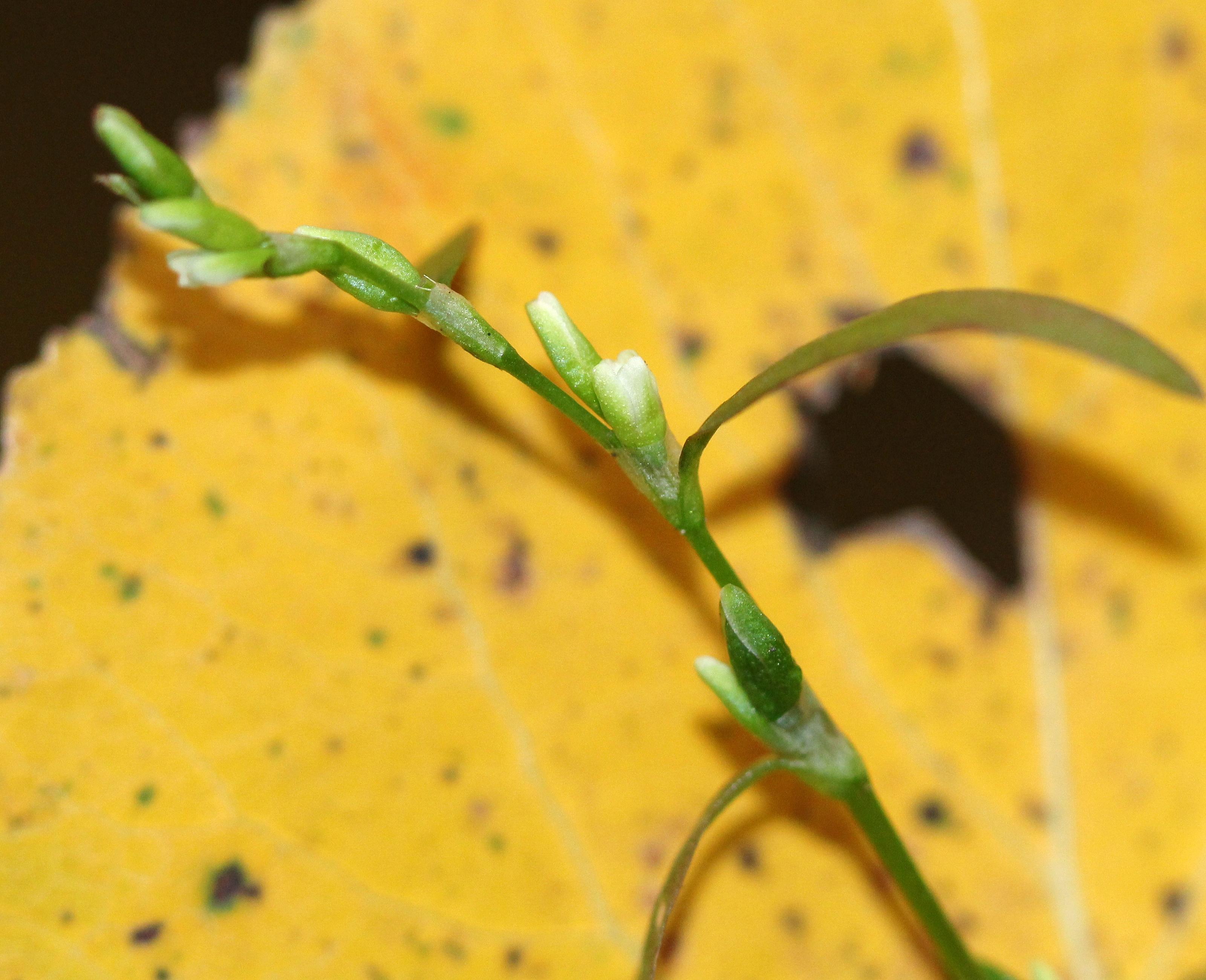 Persicaria punctata