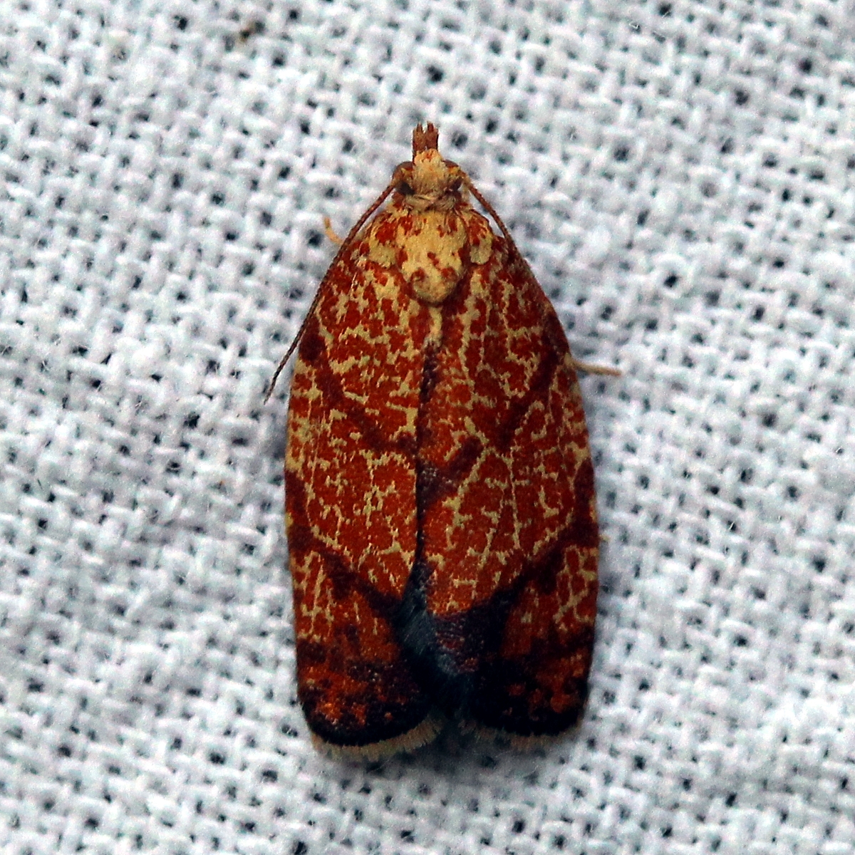 Argyrotaenia quadrifasciana