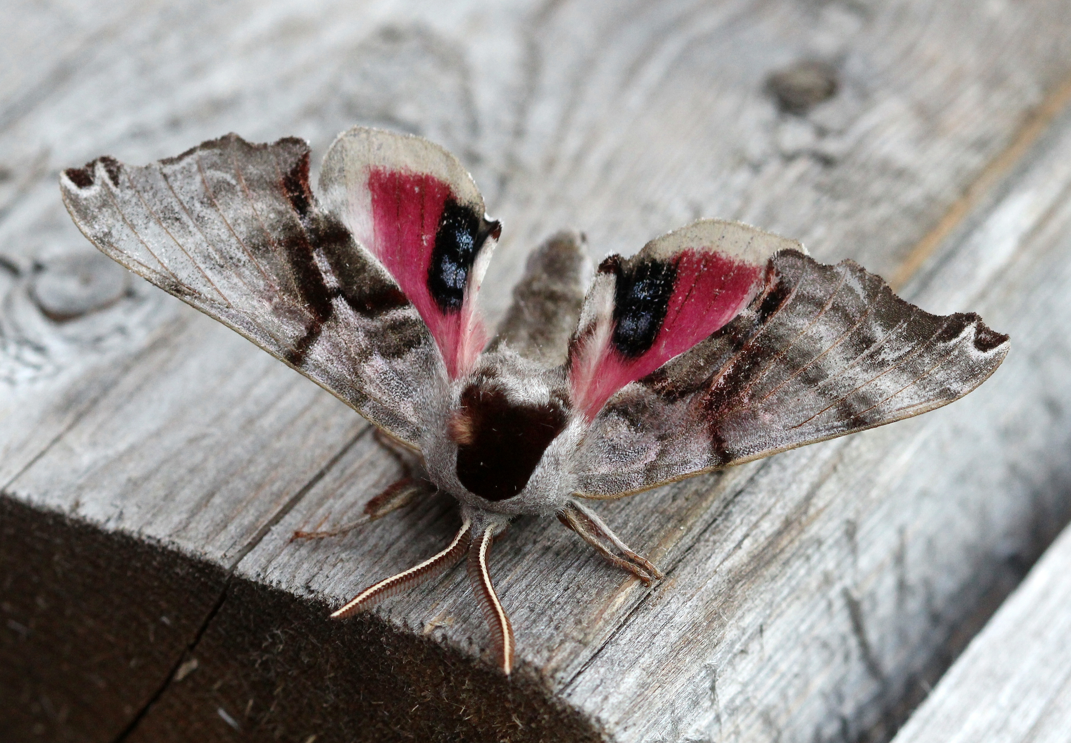 Smerinthus jamaicensis