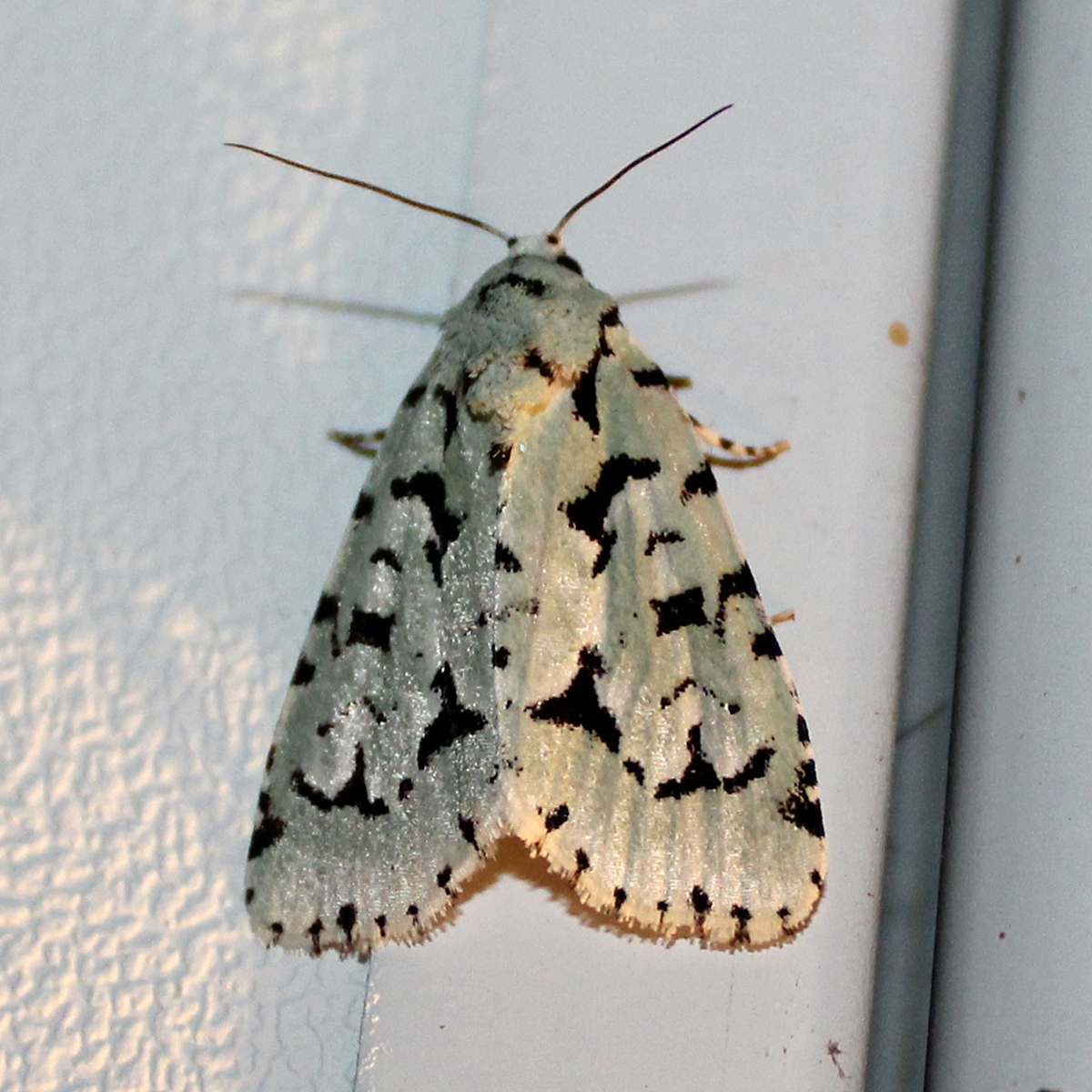 Agriopodes (Acronicta) fallax