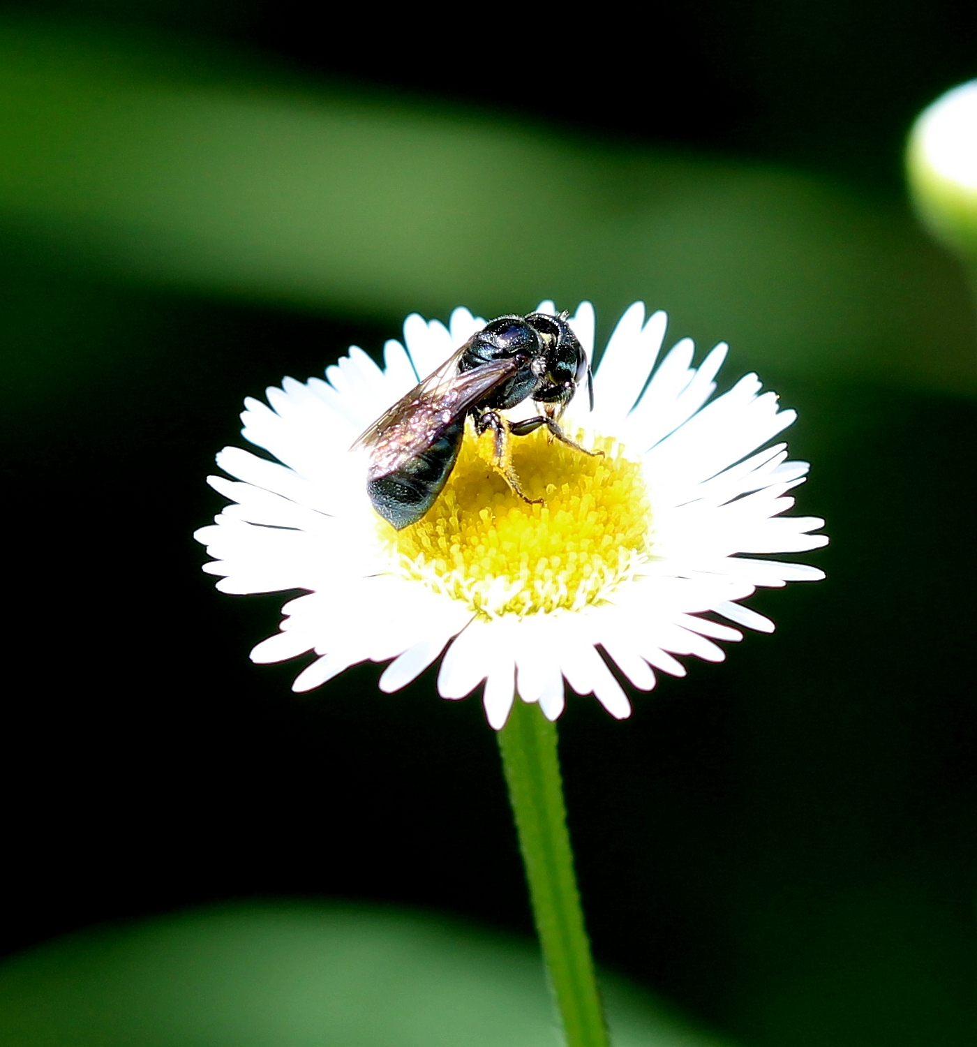  Augochlorini