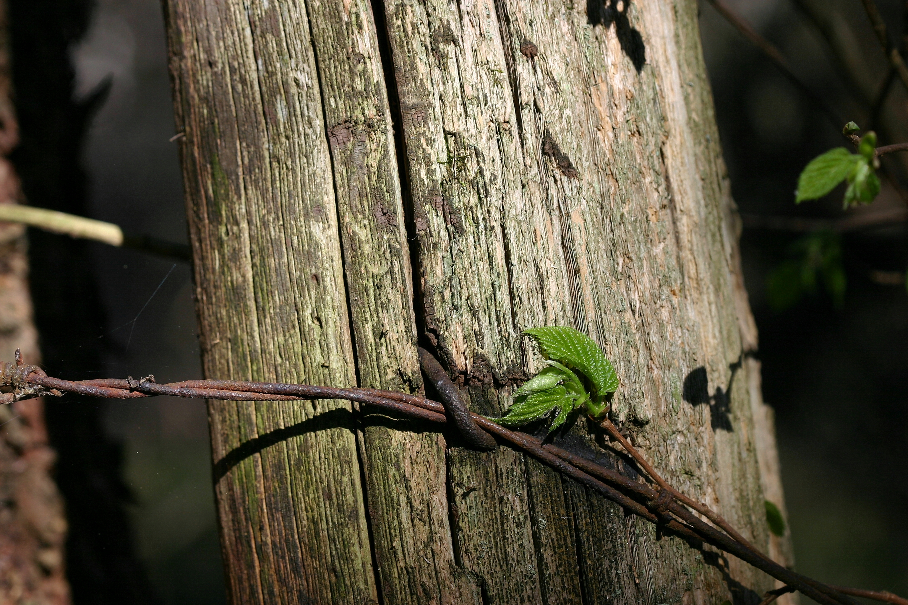 Fencepost in the woods