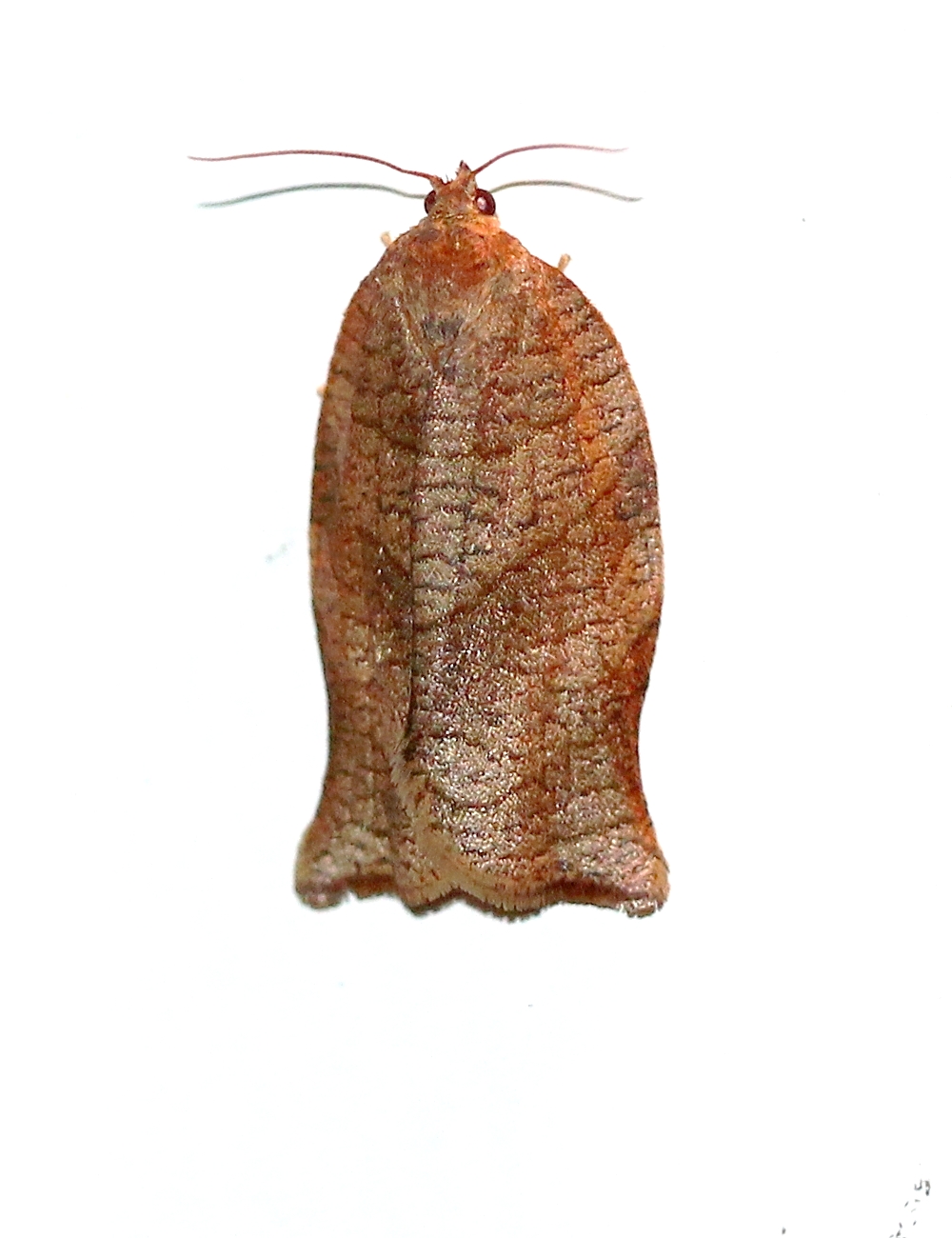 Choristoneura rosaceana