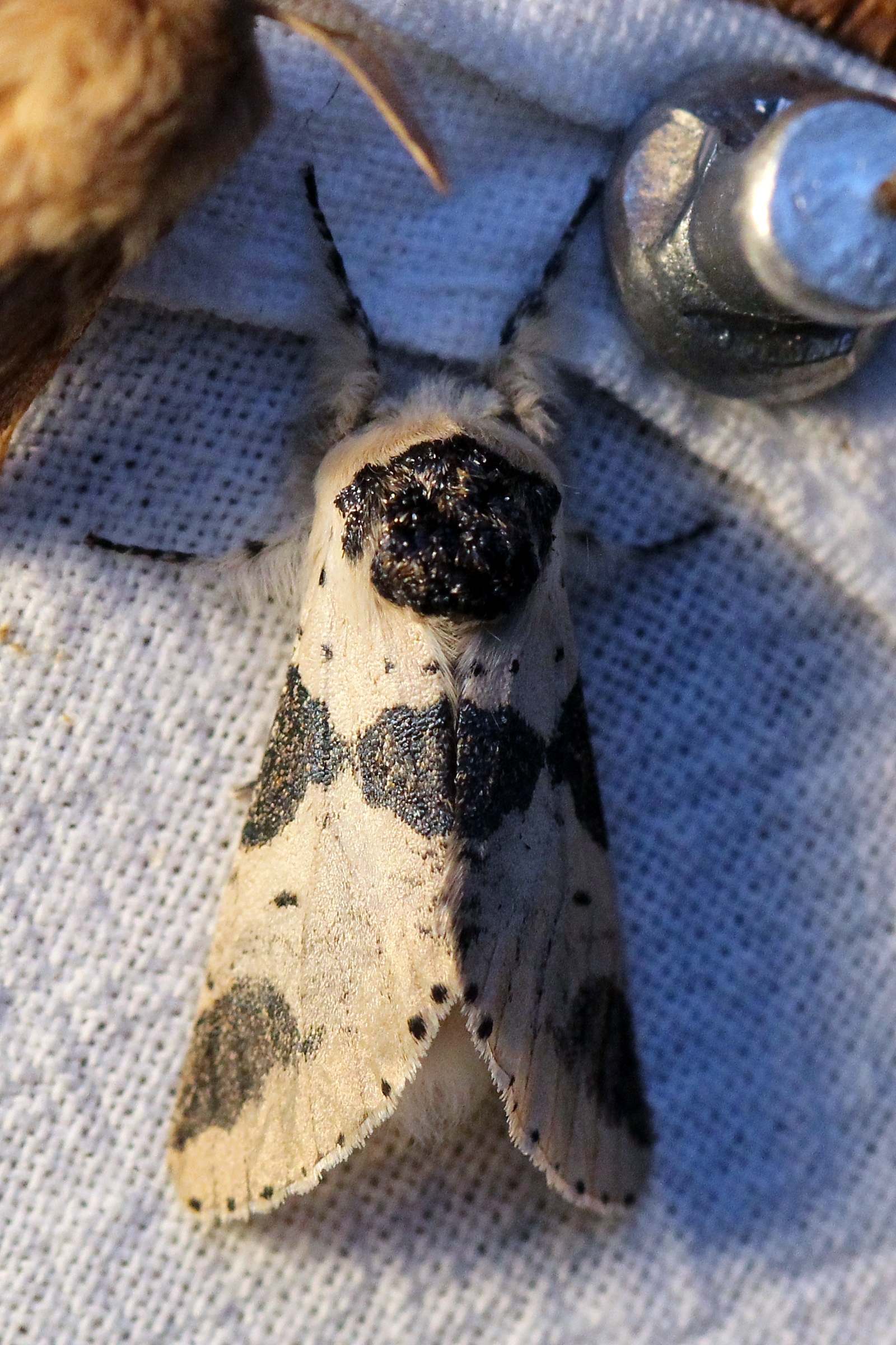 Furcula modesta