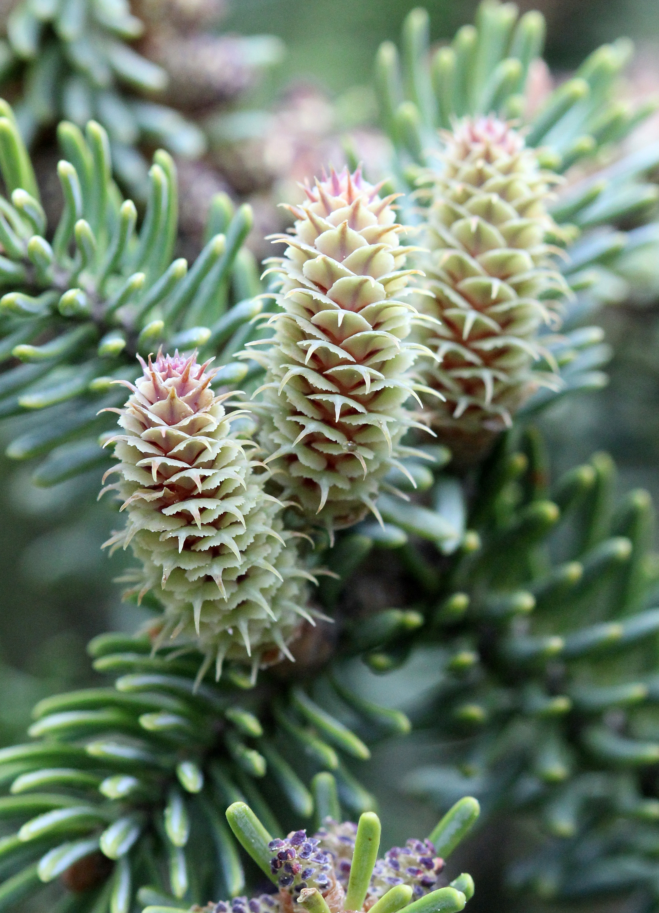 Abies balsamea