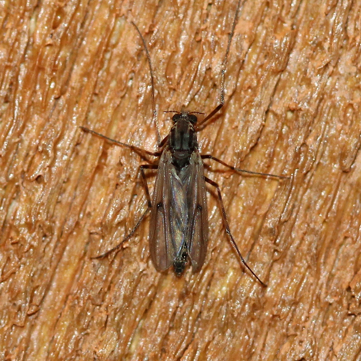 Procladius sp.