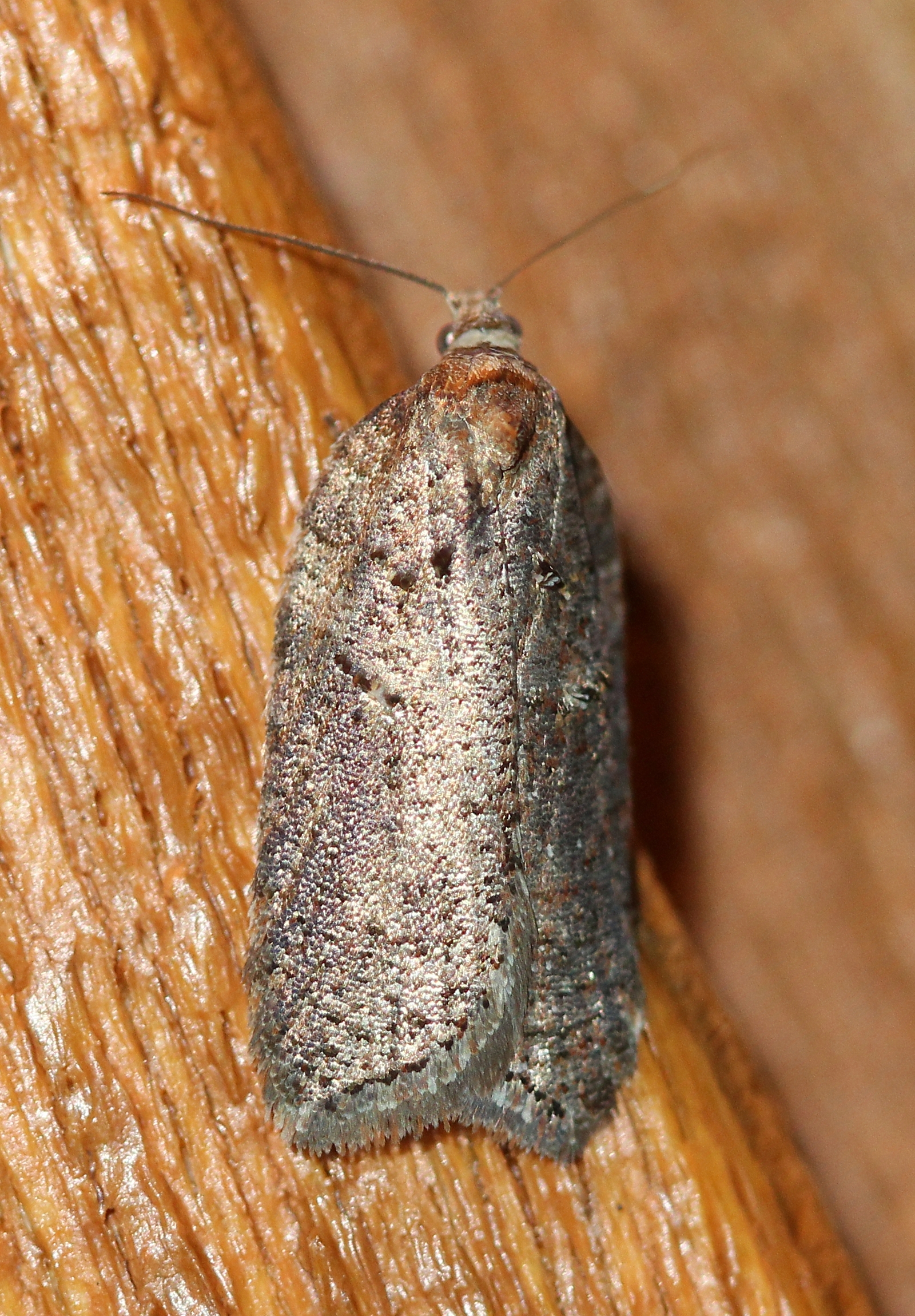 Acleris busckana (?)