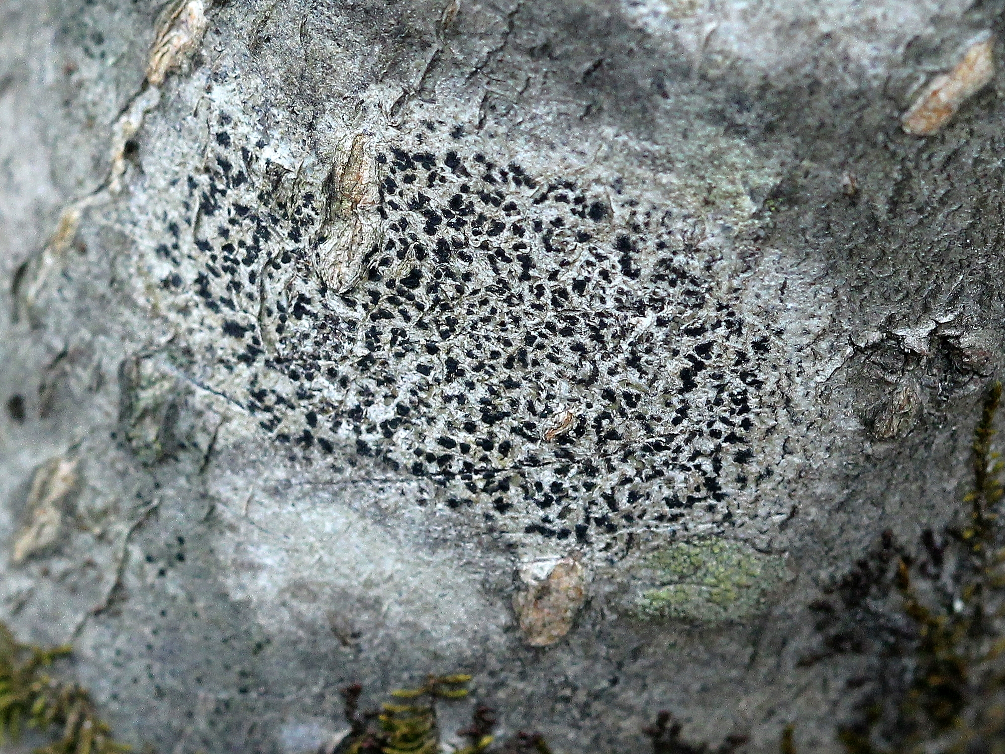 Alyxoria (Opegrapha) varia