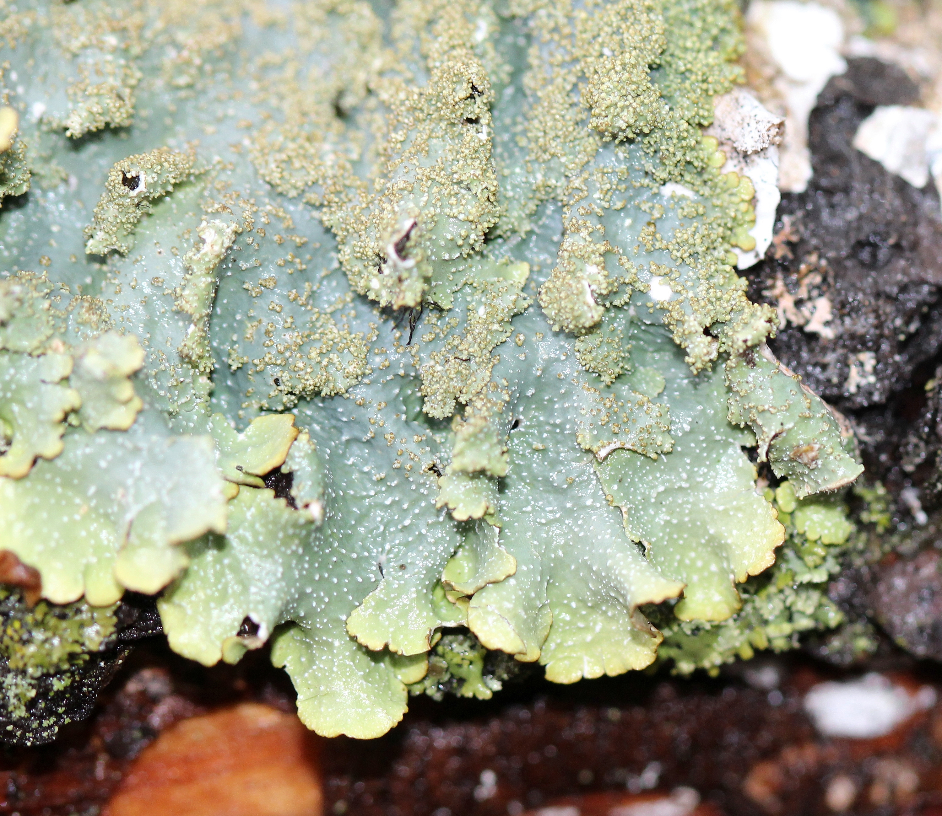 Punctelia rudecta