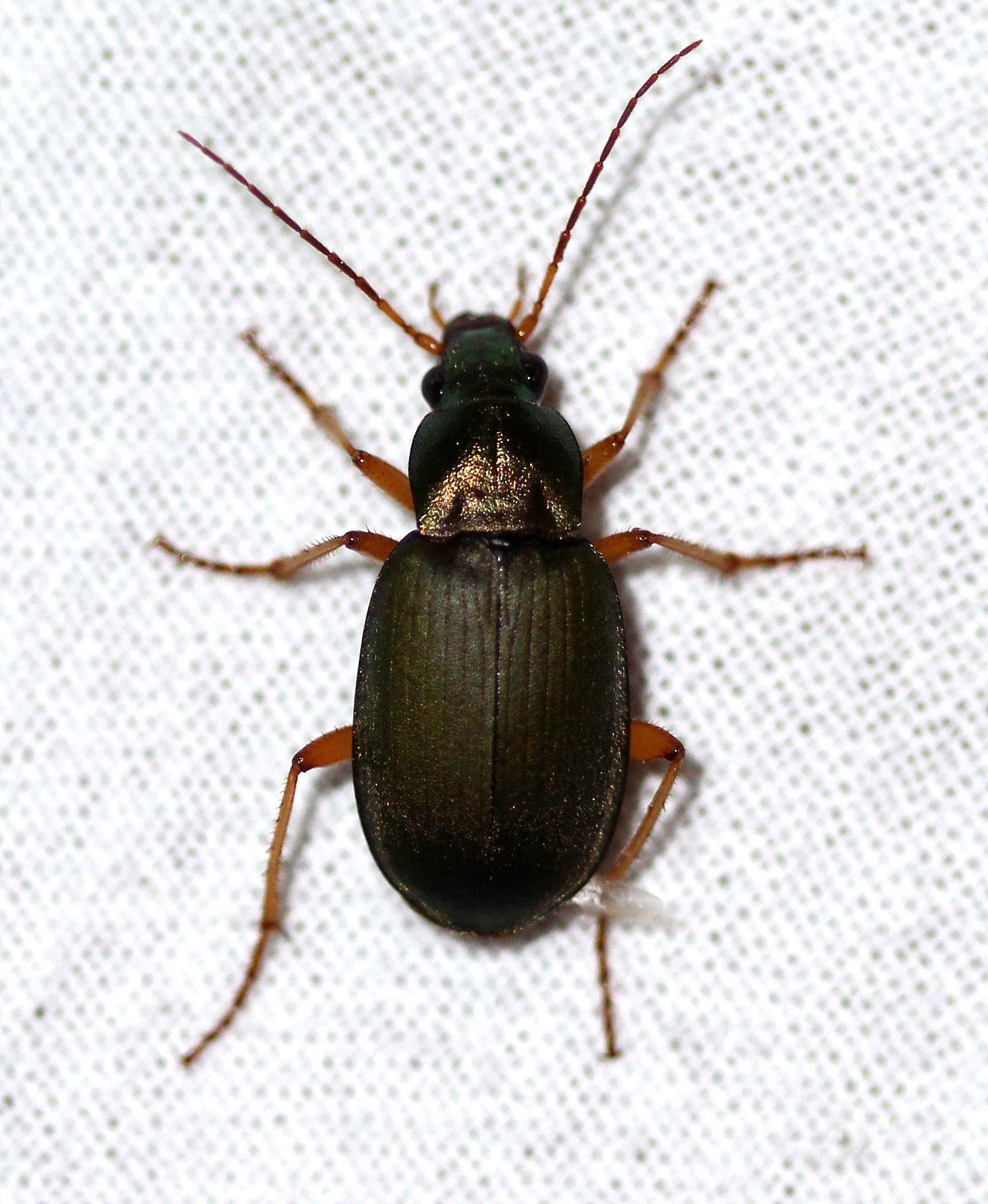 Chlaenius tricolor