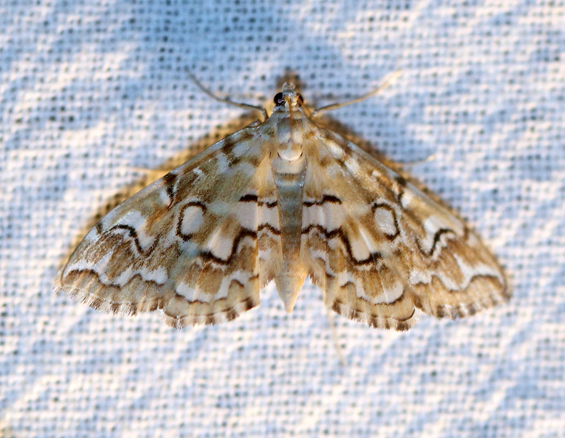 Elophila icciusalis