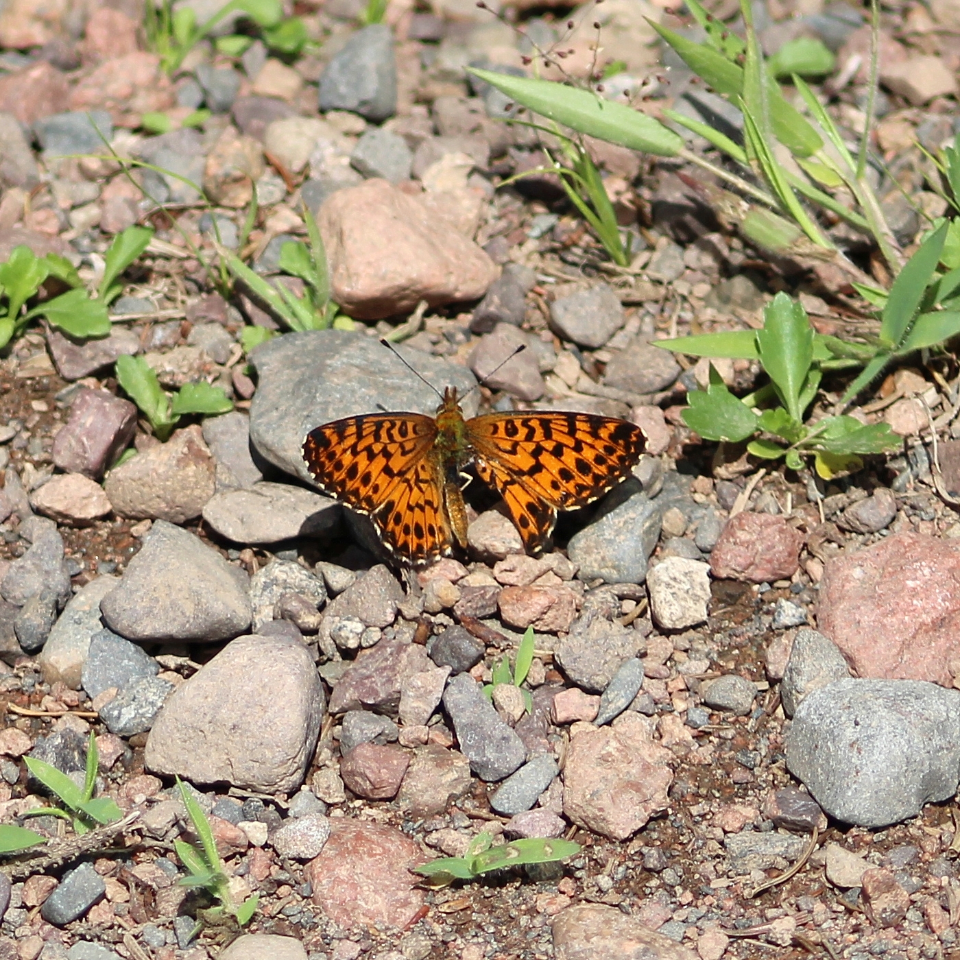 Boloria selene