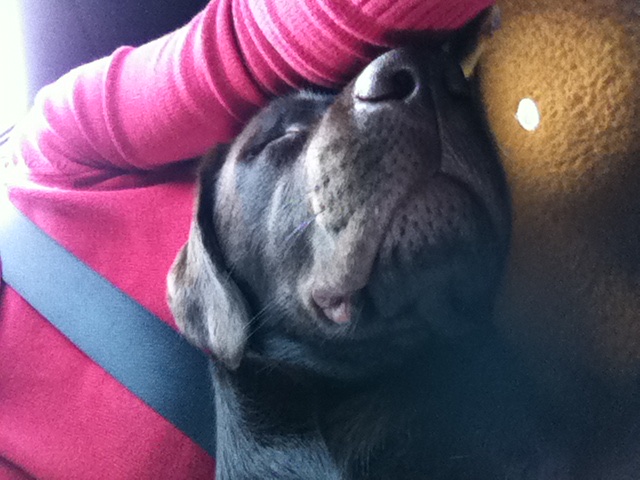 Car cuddle