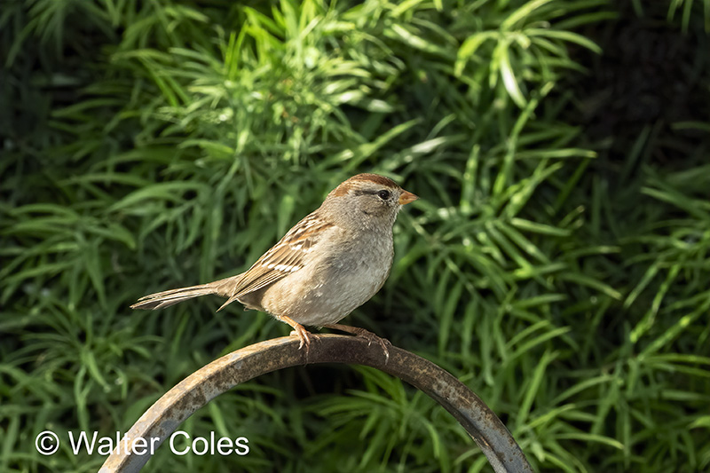 Birds White Crowned Sparrow 12-8-19 (6) CC S2 w.jpg