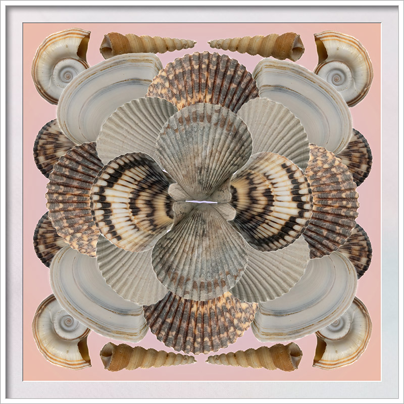 Shells Pams Collage 4-30-20 (b) CC Frame w.jpg