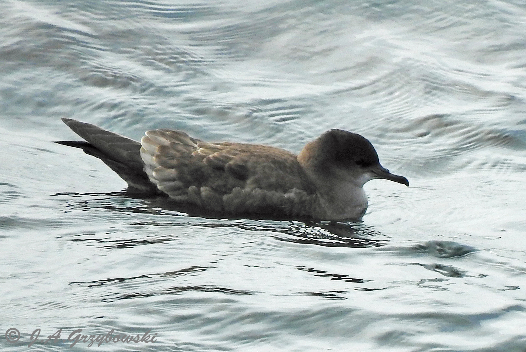 Short-tailed Shearwater