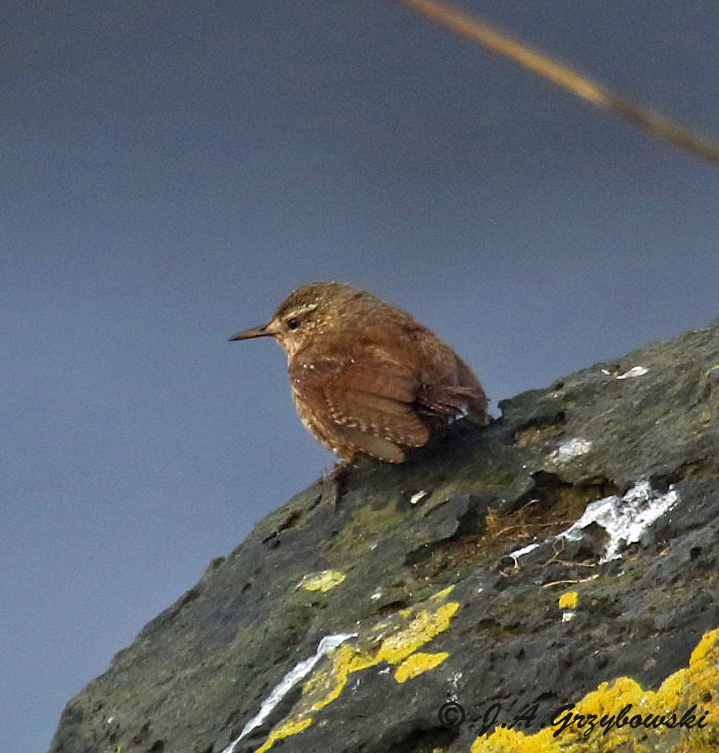 Pacific Wren