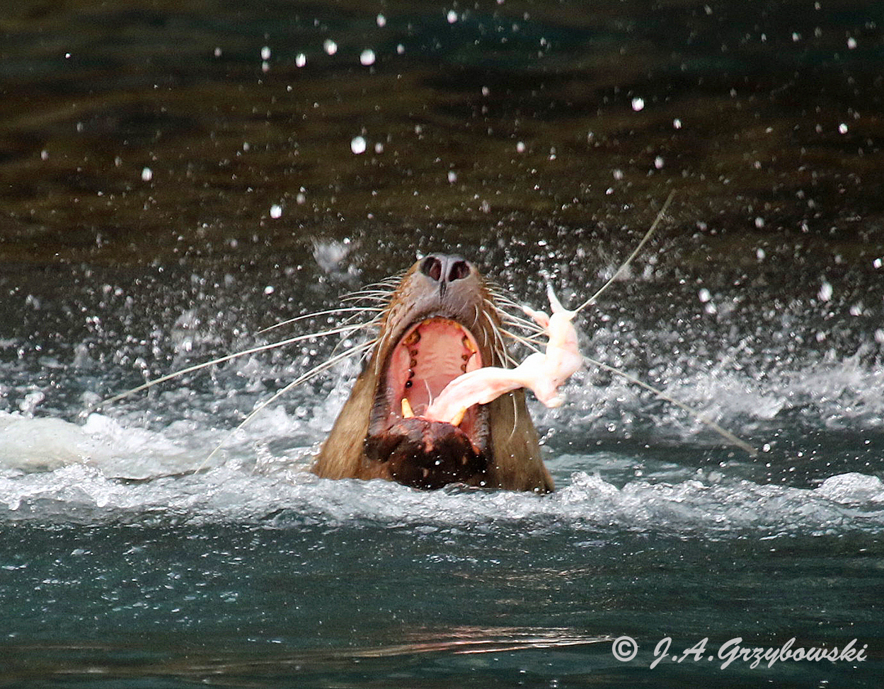 Stellers Sea Lion with prey